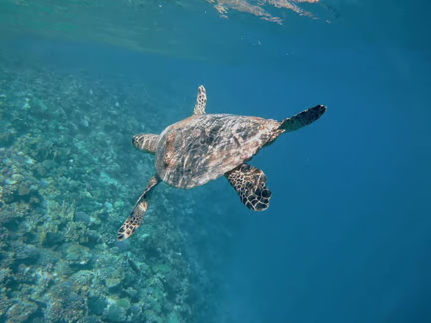 Sharm El-Sheikh: Ras Mohamed & White Island Snorkeling Trip image