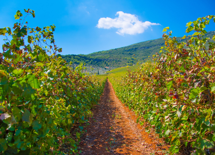 دبي: رحلات السفاري الصحراوية على الكثبان الرملية الحمراء، والدراجات الرباعية، والجمال، والشواء image